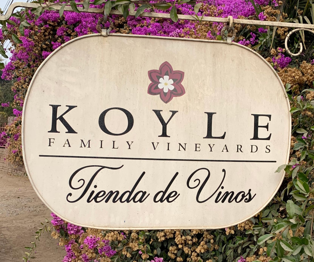 A Fascinante Jornada da Uva Carmenère no Chile: Da Filoxera aos Vinhos Clássicos da Vinícola Koyle
