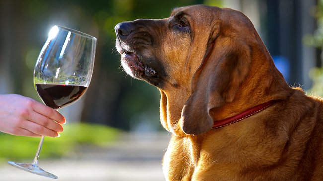 Vinho e Animais: Uma Combinação Surpreendente de Amor e Cultura