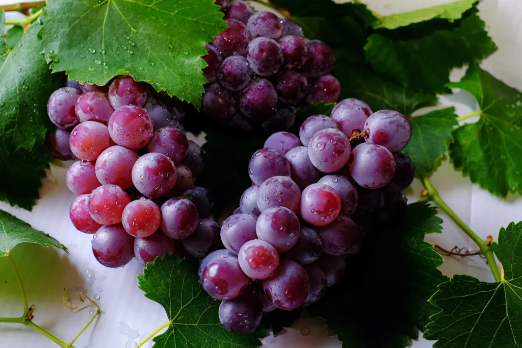 Descobrindo a Perfeição: Harmonização com Vinho Pinot Noir